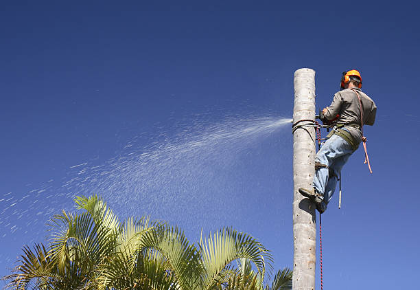 How Our Tree Care Process Works  in  Moreland Hills, OH